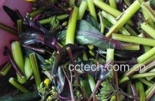 菜苔的功效与作用-1