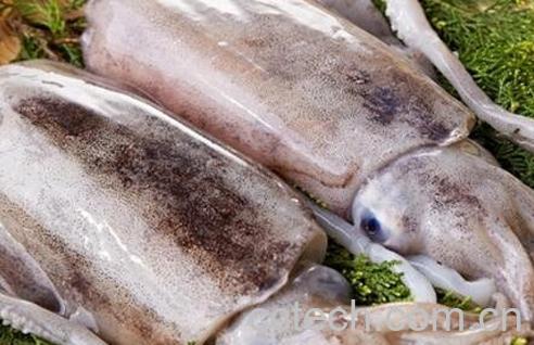 墨鱼的营养价值和功效-0