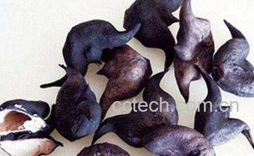 菱角怎么吃 菱角的吃法技巧-0