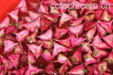 菱角怎么吃 菱角的吃法技巧-1