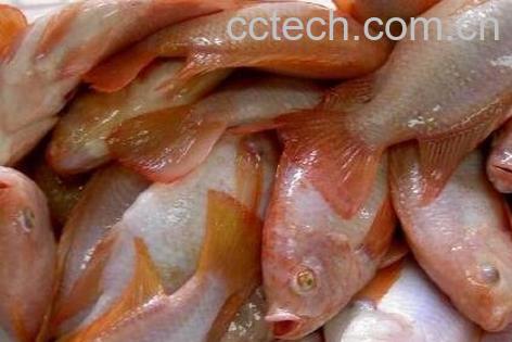 彩虹雕鱼的功效与作用-1