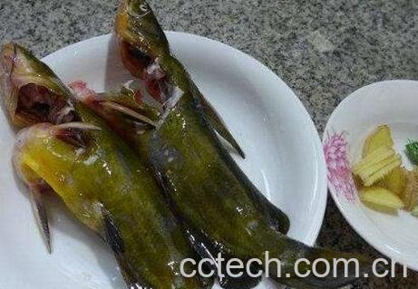 黄刺鱼的营养与功效-0