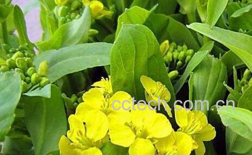 白菜苔子花的营养价值-0