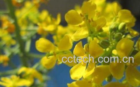 白菜苔子花的营养价值-1