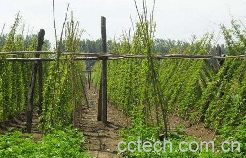 紫玉山药种植方法-0