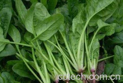  宝宝吃菠菜的功效与作用-1