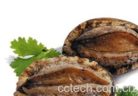 鲍鱼的功效与用处-0