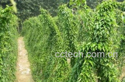 紫玉山药种植方法-1