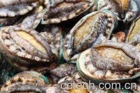 鲍鱼的功效与用处-1