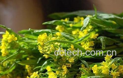 菜苔的腌制和储存方法-0