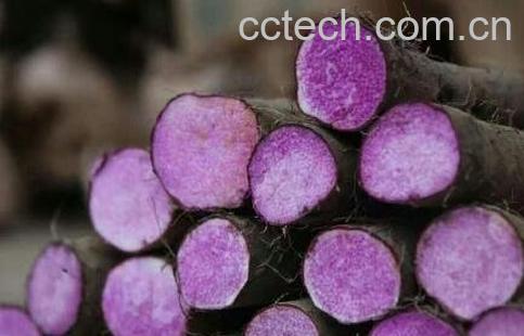 紫玉山药的功效与作用-0