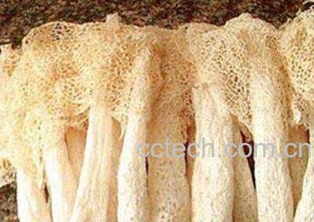 竹荪怎么吃 竹荪的吃法技巧-1