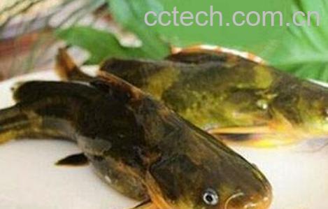 黄古鱼的功效与作用-0