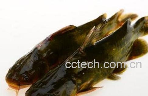 黄古鱼的功效与作用-1