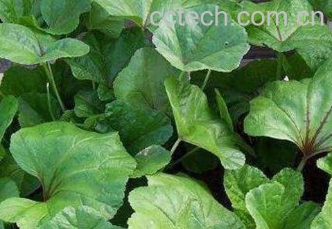 冬苋菜的营养价值及功效与作用-0