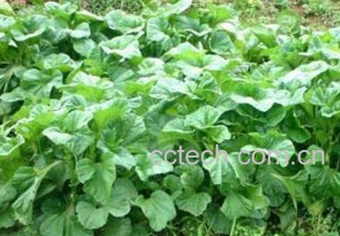 冬苋菜的营养价值及功效与作用-1