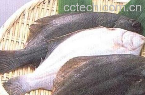鸦片鱼的营养价值及功效-1