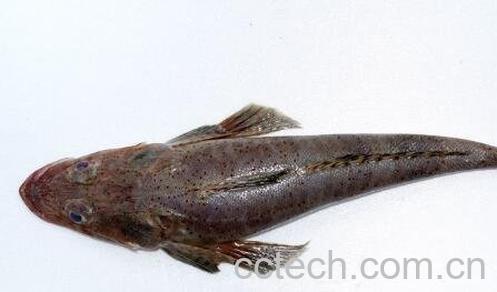 牛尾鱼的功效与作用-0