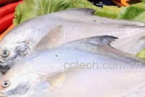 白仓鱼的营养与功效-1