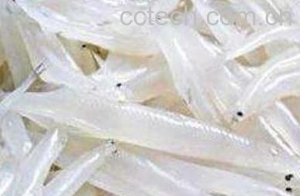 银鱼的营养价值及功效-0