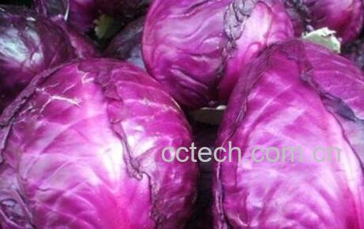  紫甘蓝与什么食物相克 紫甘蓝的功效-1