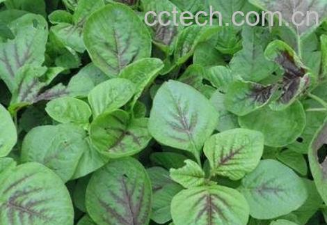 冬苋菜图片 冬苋菜与什么食物相克-0