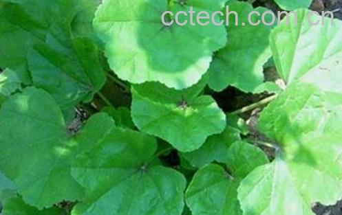 怎样种冬苋菜 冬苋菜种植技巧-0