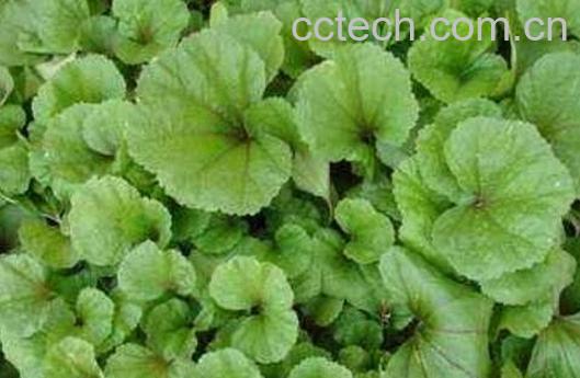 冬苋菜图片 冬苋菜与什么食物相克-1