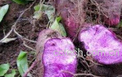 紫山药的功效 紫山药怎么吃好-0