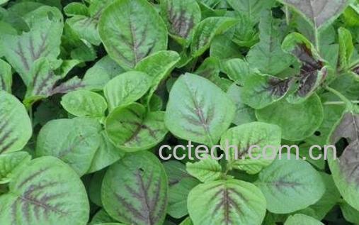 怎样清洗冬苋菜 冬苋菜怎么做好吃-0