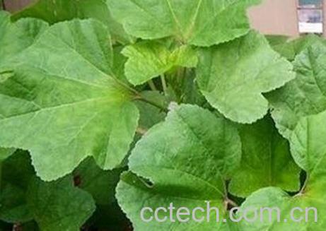 怎样清洗冬苋菜 冬苋菜怎么做好吃-1