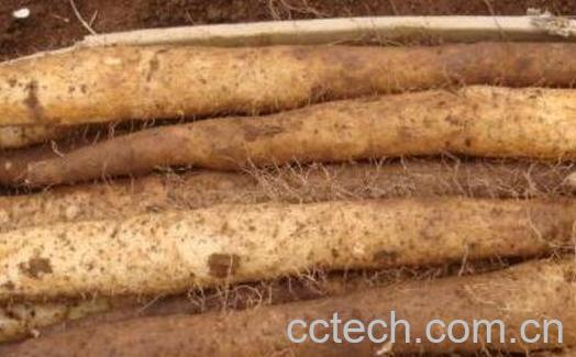 孕妇可以吃山药吗 孕妇吃山药的功效-1