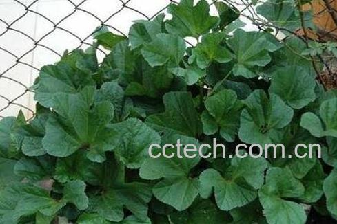 冬苋菜的功效 吃冬苋菜的好处-1