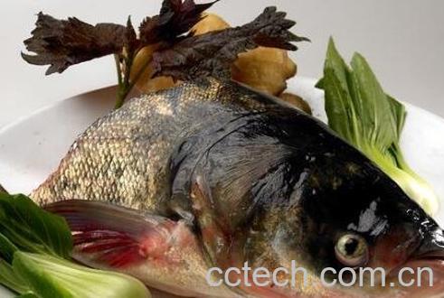 胖头鱼的功效与作用-1