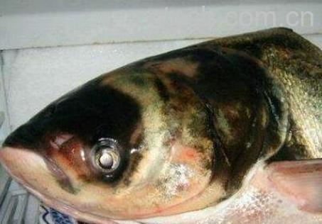 胖头鱼的功效与作用-0