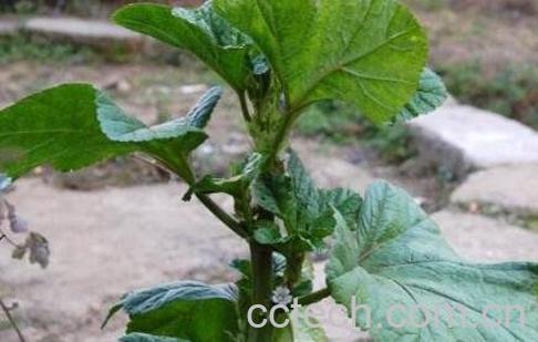 冬苋菜与苋菜的区别-0