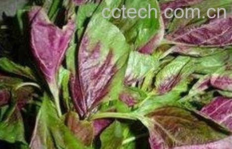 冬苋菜与苋菜的区别-1