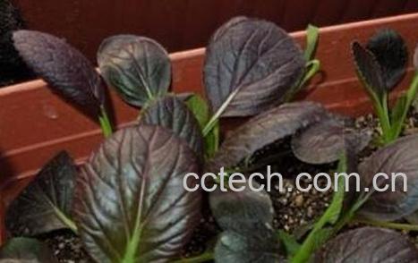 紫油菜和什么相克 紫油菜怎么吃最好-0