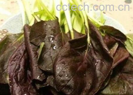 紫油菜和什么相克 紫油菜怎么吃最好-1