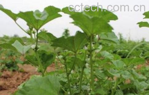 冬苋菜根的功效作用与药用价值-0