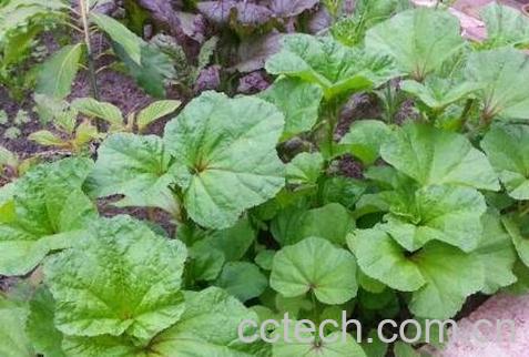 冬苋菜根的功效作用与药用价值-1