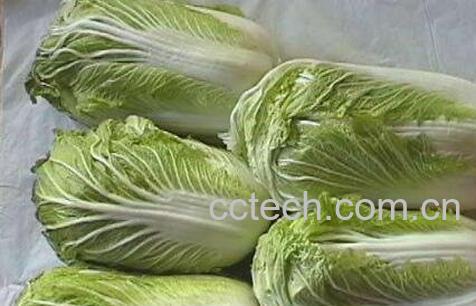 白菜的营养价值 吃白菜的好处-1