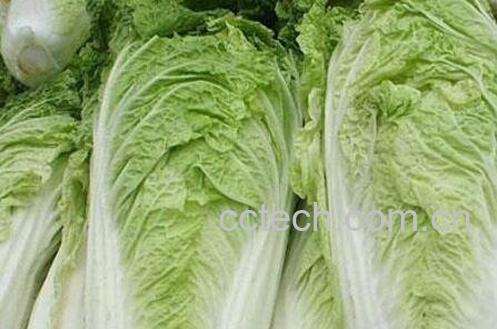 白菜的营养价值 吃白菜的好处-0