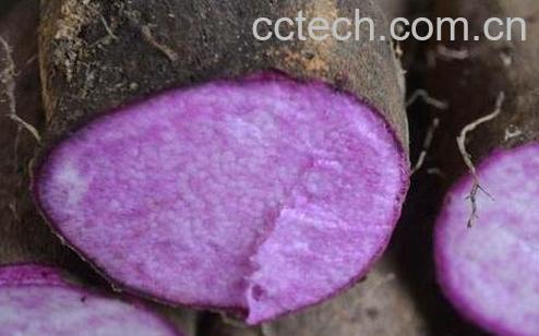 紫心山药怎么做好吃 紫心山药的家常做法-0