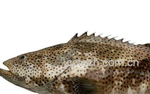 石斑鱼的功效与作用-0