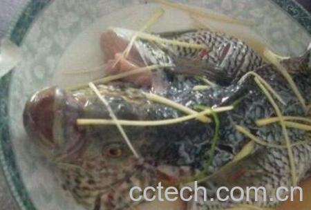 石斑鱼的功效与作用-1