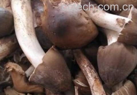 棕菌的功效与作用 棕菌与什么相克-0