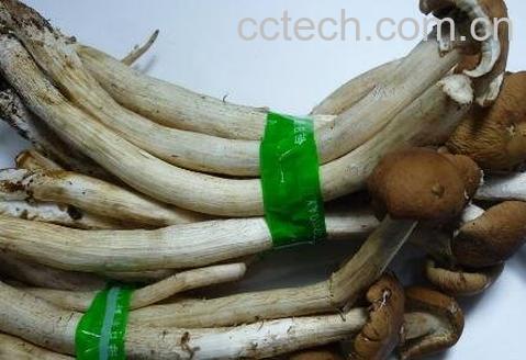 棕菌的功效与作用 棕菌与什么相克-1