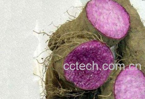 紫心山药的药用价值-0