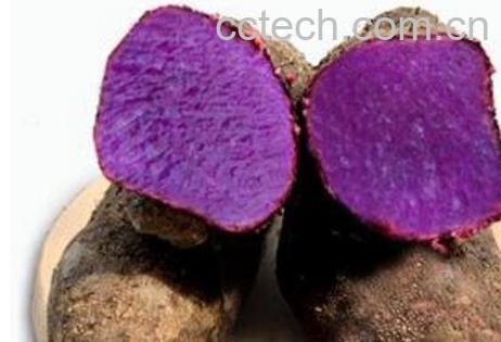 紫心山药的药用价值-1